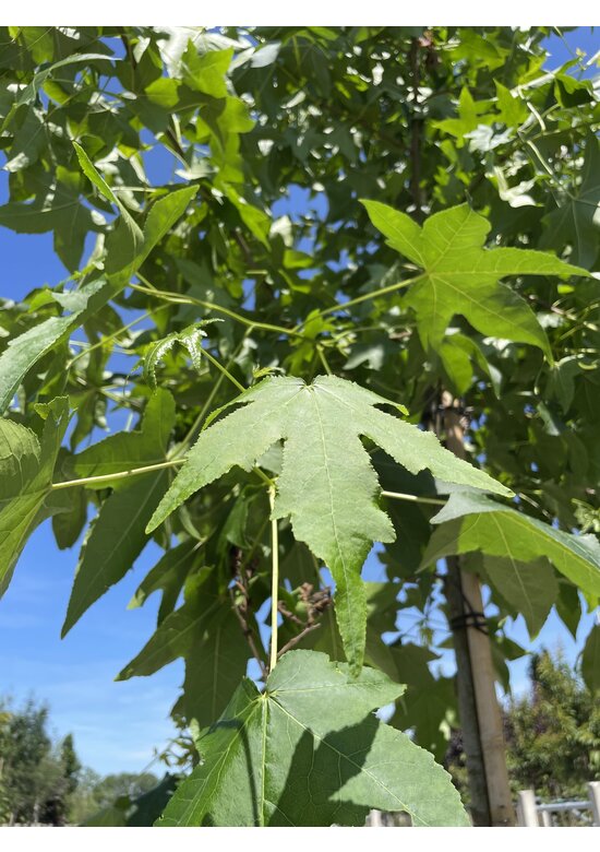 Amerikanischer Amberbaum | Liquidambar styraciflua
