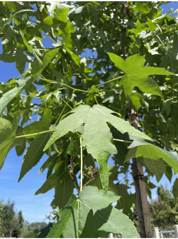Amerikanischer Amberbaum | Liquidambar styraciflua Amerikanischer Amberbaum | Liquidambar styraciflua