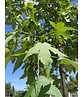 Amerikanischer Amberbaum | Liquidambar styraciflua