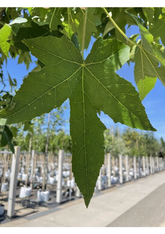 Amerikanischer Amberbaum | Liquidambar styraciflua