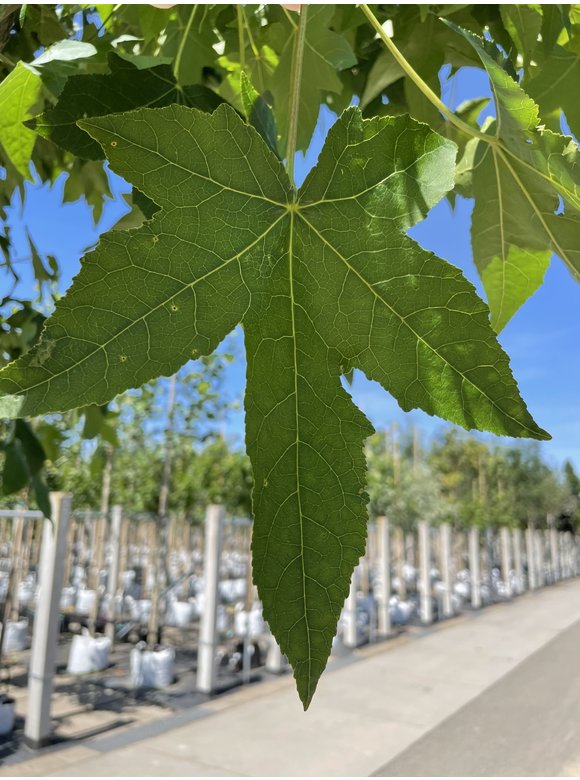 Amerikanischer Amberbaum | Liquidambar styraciflua Amerikanischer Amberbaum | Liquidambar styraciflua