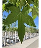 Amerikanischer Amberbaum | Liquidambar styraciflua