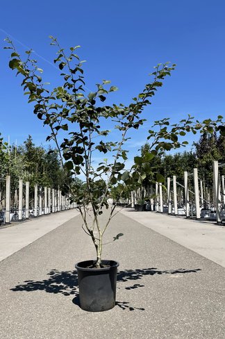 Zaubernuss ‘Westerstede’ - Mehrstämmig | Hamamelis intermedia ‘Westerstede’ Zaubernuss ‘Westerstede’ - Mehrstämmig | Hamamelis intermedia ‘Westerstede’