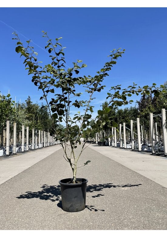 Zaubernuss ‘Westerstede’ - Mehrstämmig | Hamamelis intermedia ‘Westerstede’