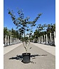 Zaubernuss ‘Westerstede’ - Mehrstämmig | Hamamelis intermedia ‘Westerstede’ Zaubernuss ‘Westerstede’ - Mehrstämmig | Hamamelis intermedia ‘Westerstede’