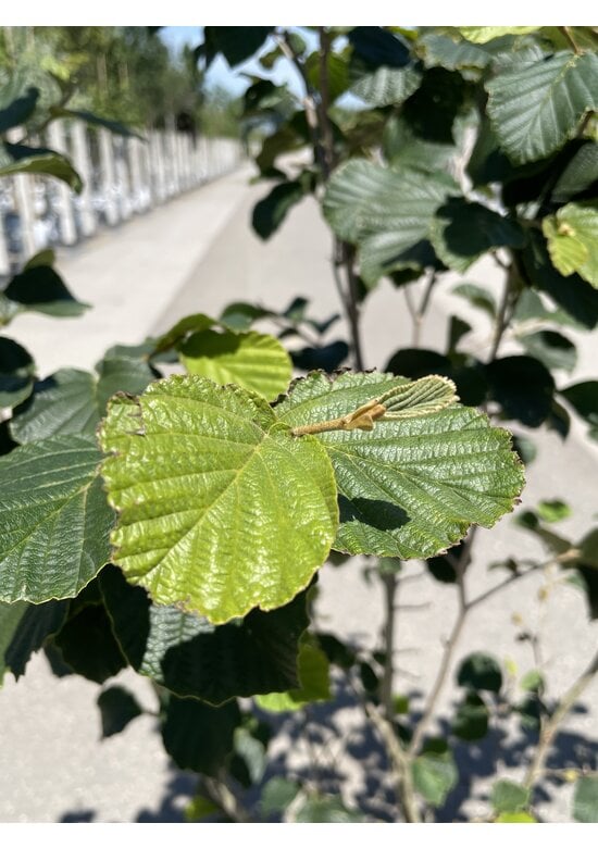 Zaubernuss ‘Westerstede’ - Mehrstämmig | Hamamelis intermedia ‘Westerstede’