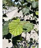 Zaubernuss ‘Westerstede’ - Mehrstämmig | Hamamelis intermedia ‘Westerstede’