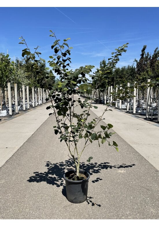 Lichtmess Zaubernuss 'Pallida' - Mehrstämmig | Hamamelis Intermedia 'Pallida'