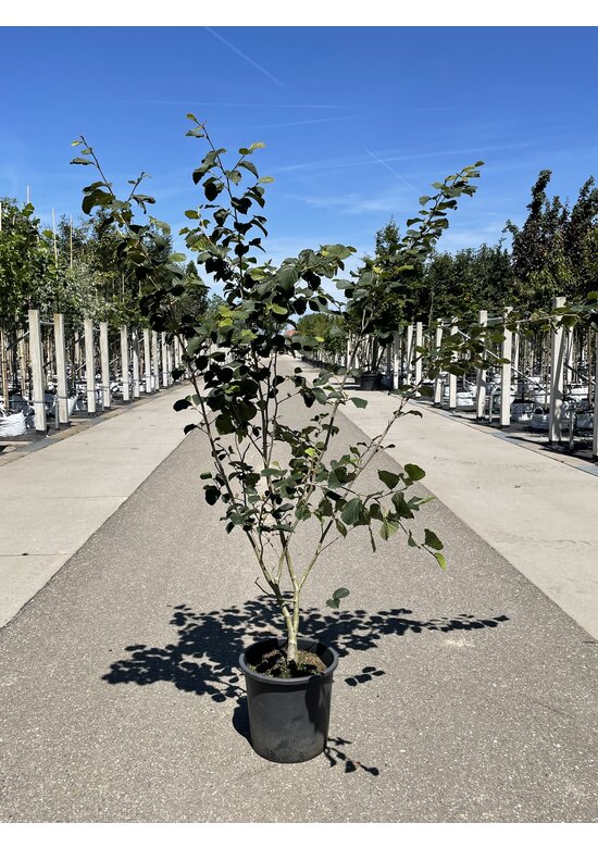 Lichtmess Zaubernuss 'Pallida' - Mehrstämmig | Hamamelis Intermedia 'Pallida'