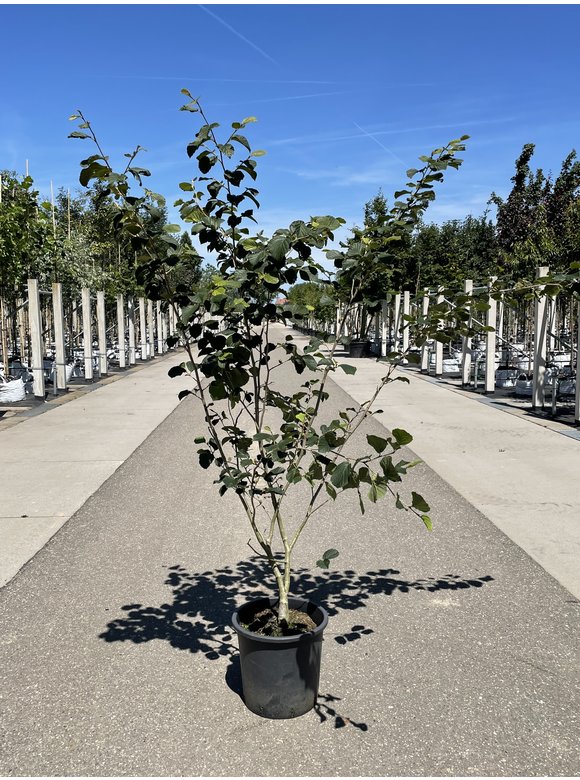 Lichtmess Zaubernuss 'Pallida' - Mehrstämmig | Hamamelis Intermedia 'Pallida' Lichtmess Zaubernuss 'Pallida' - Mehrstämmig | Hamamelis Intermedia 'Pallida'