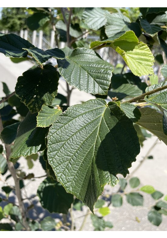 Lichtmess Zaubernuss 'Pallida' - Mehrstämmig | Hamamelis Intermedia 'Pallida'