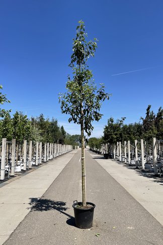 Apfelbaum 'Gravensteiner' | Malus domestica 'Gravensteiner'