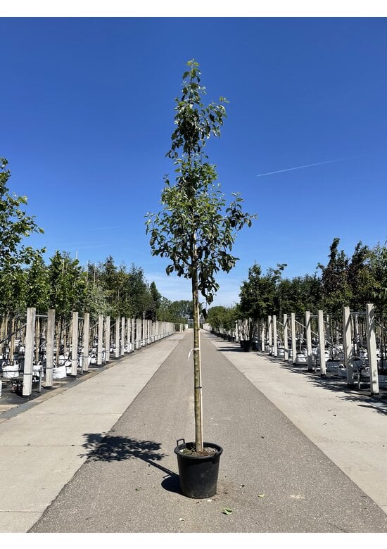 Apfelbaum 'Gravensteiner' | Malus domestica 'Gravensteiner'