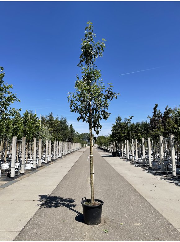 Apfelbaum 'Gravensteiner' | Malus domestica 'Gravensteiner' Apfelbaum 'Gravensteiner' | Malus domestica 'Gravensteiner'