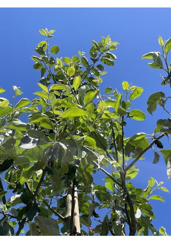 Apfelbaum 'Gravensteiner' | Malus domestica 'Gravensteiner'