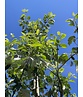 Apfelbaum 'Gravensteiner' | Malus domestica 'Gravensteiner' Apfelbaum 'Gravensteiner' | Malus domestica 'Gravensteiner'