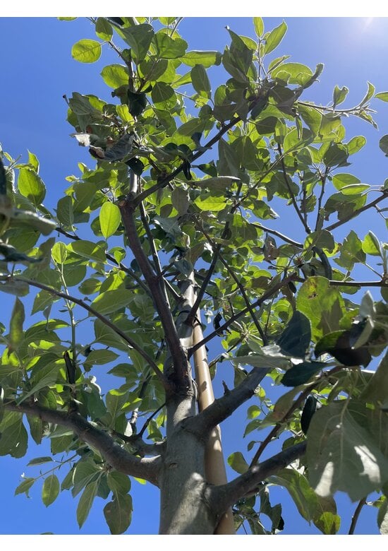 Apfelbaum 'Gravensteiner' | Malus domestica 'Gravensteiner'