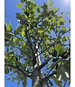Apfelbaum 'Gravensteiner' | Malus domestica 'Gravensteiner' Apfelbaum 'Gravensteiner' | Malus domestica 'Gravensteiner'