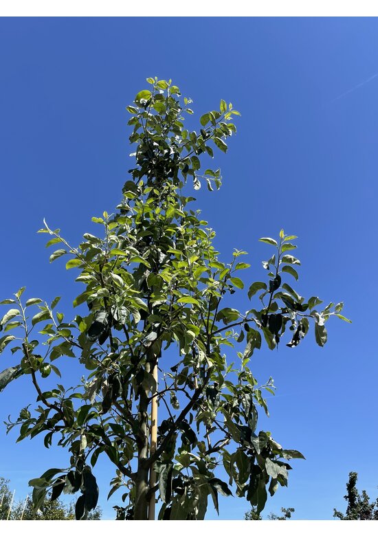 Apfelbaum 'Gravensteiner' | Malus domestica 'Gravensteiner' Apfelbaum 'Gravensteiner' | Malus domestica 'Gravensteiner'