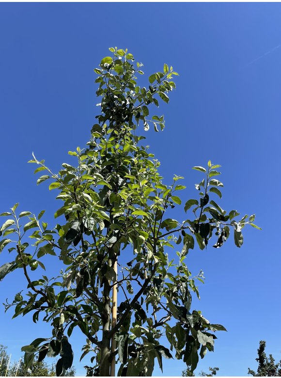 Apfelbaum 'Gravensteiner' | Malus domestica 'Gravensteiner' Apfelbaum 'Gravensteiner' | Malus domestica 'Gravensteiner'