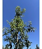 Apfelbaum 'Gravensteiner' | Malus domestica 'Gravensteiner' Apfelbaum 'Gravensteiner' | Malus domestica 'Gravensteiner'