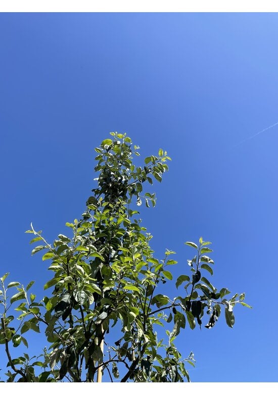 Apfelbaum 'Gravensteiner' | Malus domestica 'Gravensteiner'
