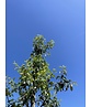 Apfelbaum 'Gravensteiner' | Malus domestica 'Gravensteiner' Apfelbaum 'Gravensteiner' | Malus domestica 'Gravensteiner'