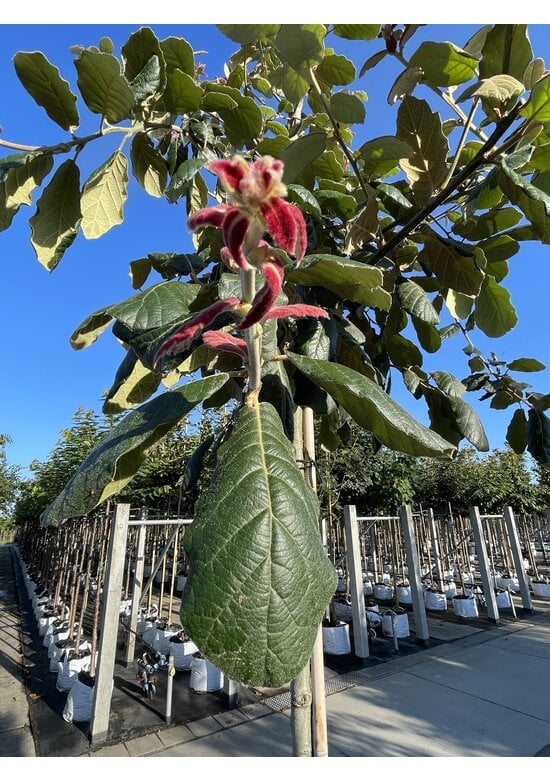 Eiche ‘White House Farm’ | Quercus crassifolia ‘White House Farm’