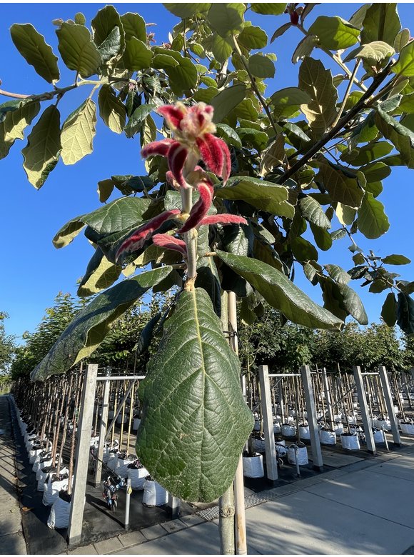Eiche ‘White House Farm’ | Quercus crassifolia ‘White House Farm’ Eiche ‘White House Farm’ | Quercus crassifolia ‘White House Farm’