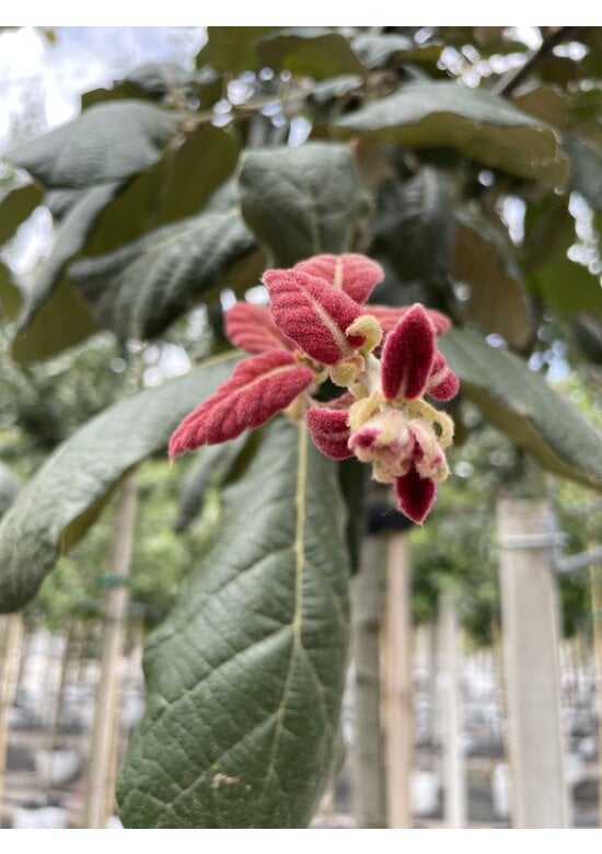 Eiche ‘White House Farm’ | Quercus crassifolia ‘White House Farm’