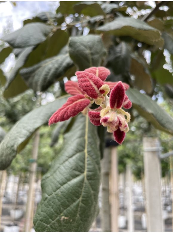 Eiche ‘White House Farm’ | Quercus crassifolia ‘White House Farm’ Eiche ‘White House Farm’ | Quercus crassifolia ‘White House Farm’