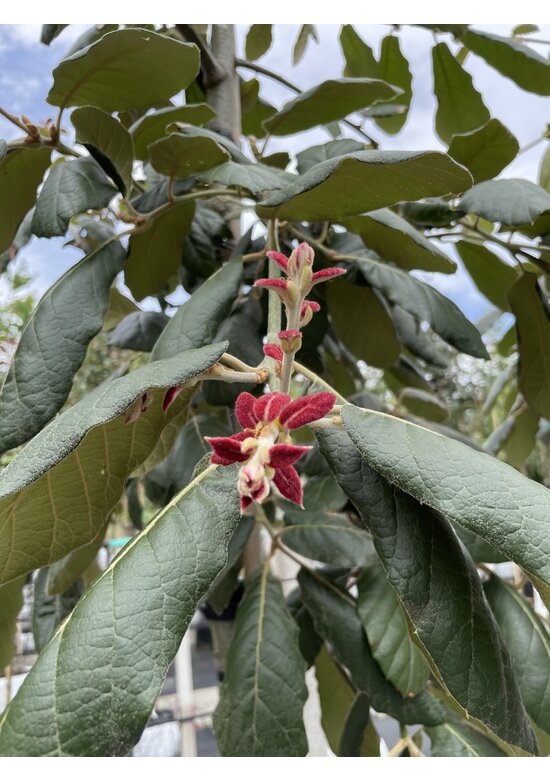 Eiche ‘White House Farm’ | Quercus crassifolia ‘White House Farm’