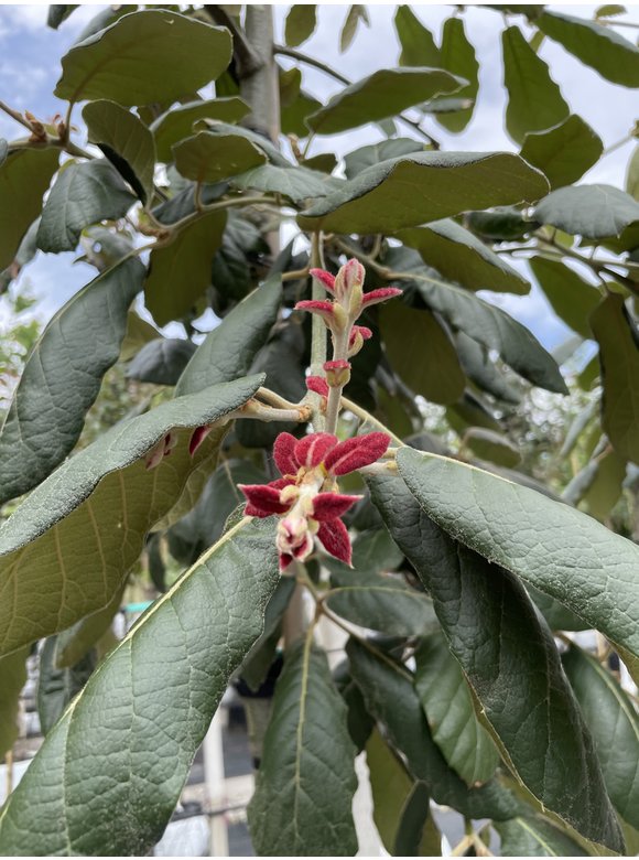 Eiche ‘White House Farm’ | Quercus crassifolia ‘White House Farm’ Eiche ‘White House Farm’ | Quercus crassifolia ‘White House Farm’