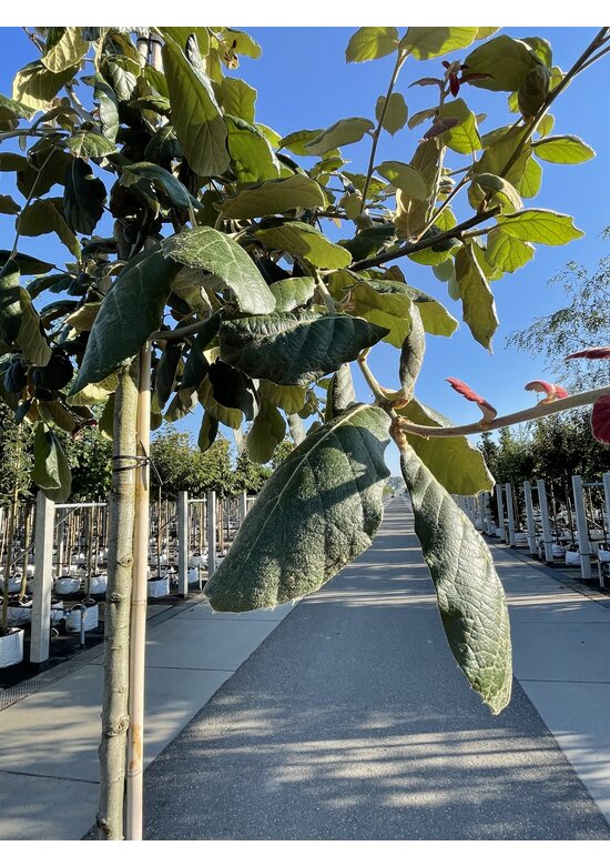 Eiche ‘White House Farm’ | Quercus crassifolia ‘White House Farm’