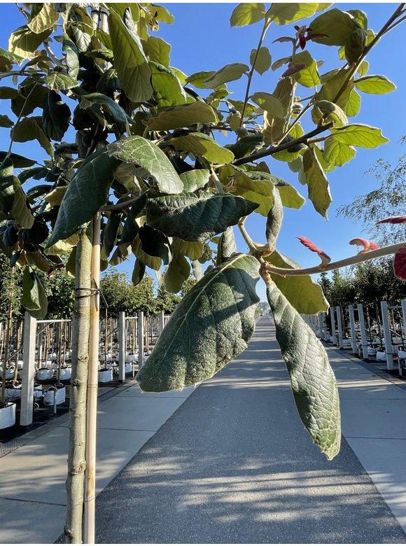 Eiche ‘White House Farm’ | Quercus crassifolia ‘White House Farm’ Eiche ‘White House Farm’ | Quercus crassifolia ‘White House Farm’