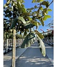 Eiche ‘White House Farm’ | Quercus crassifolia ‘White House Farm’