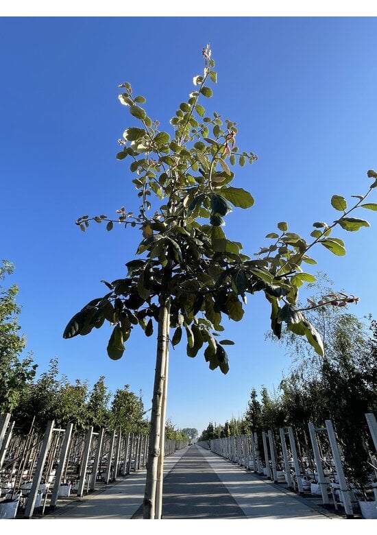 Eiche ‘White House Farm’ | Quercus crassifolia ‘White House Farm’