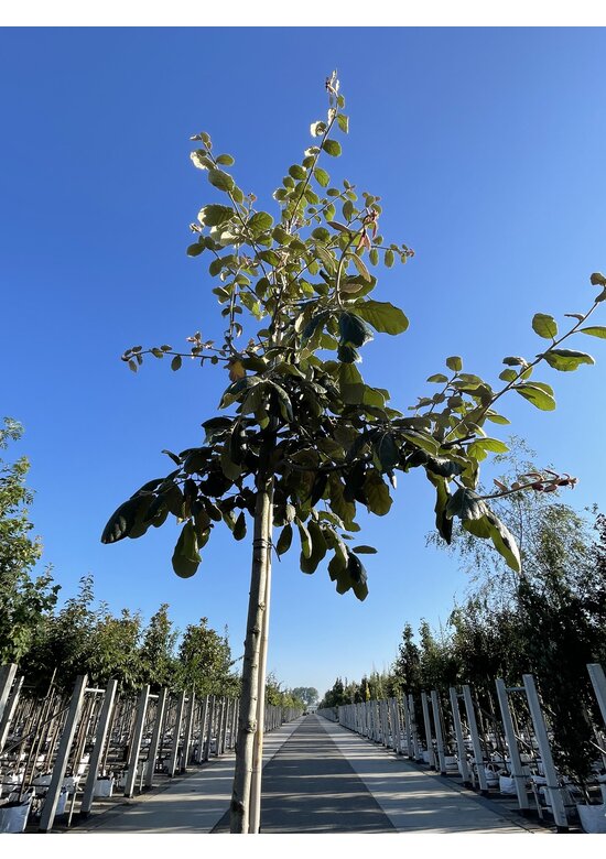 Eiche ‘White House Farm’ | Quercus crassifolia ‘White House Farm’
