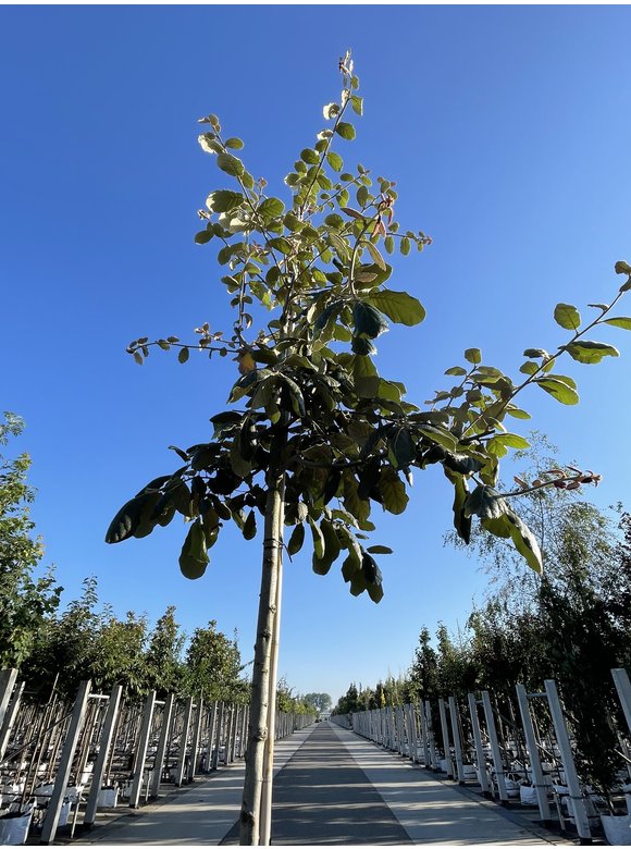 Eiche ‘White House Farm’ | Quercus crassifolia ‘White House Farm’ Eiche ‘White House Farm’ | Quercus crassifolia ‘White House Farm’