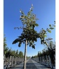 Eiche ‘White House Farm’ | Quercus crassifolia ‘White House Farm’