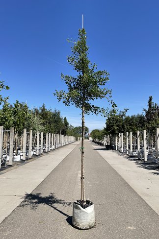 Ginkgobaum ‘Tubifolia’ | Ginkgo biloba ‘Tubifolia’ Ginkgobaum ‘Tubifolia’ | Ginkgo biloba ‘Tubifolia’