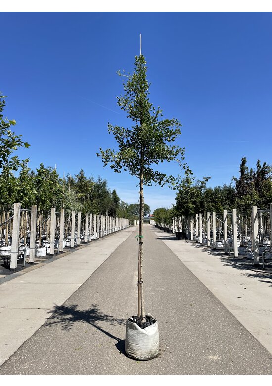 Ginkgobaum ‘Tubifolia’ | Ginkgo biloba ‘Tubifolia’