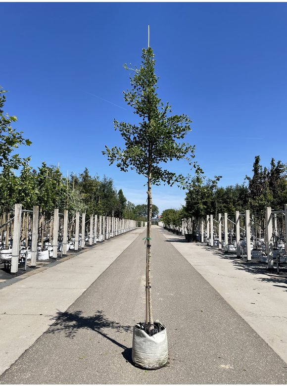 Ginkgobaum - Fächerblattbaum ‘Tubifolia’ | Ginkgo biloba ‘Tubifolia’ Ginkgobaum - Fächerblattbaum ‘Tubifolia’ | Ginkgo biloba ‘Tubifolia’