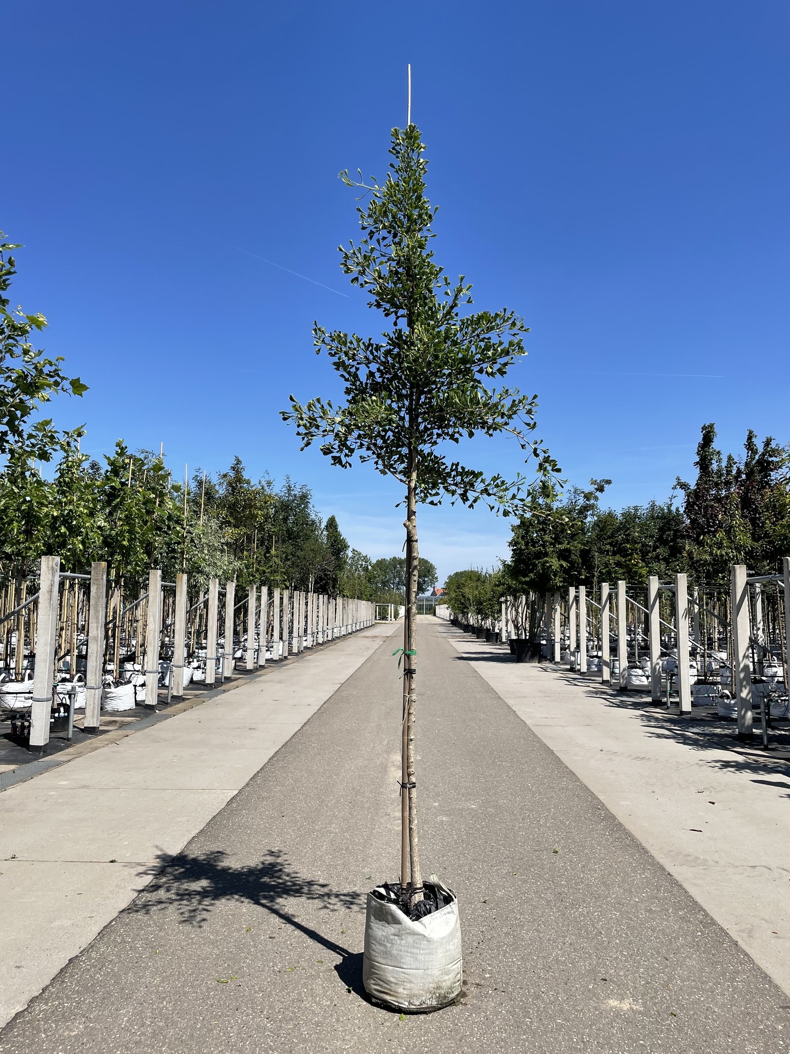 Ginkgobaum Tubifolia kaufen? Einfach online bestellen Venovi