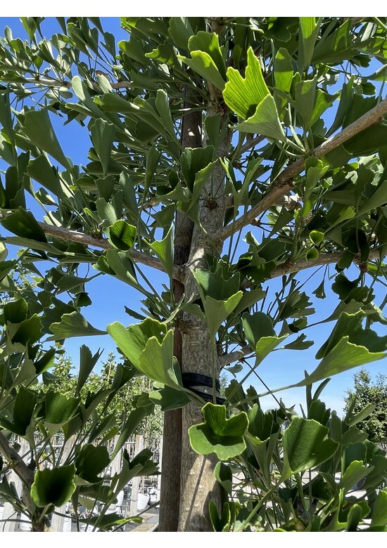 Ginkgobaum ‘Tubifolia’ | Ginkgo biloba ‘Tubifolia’