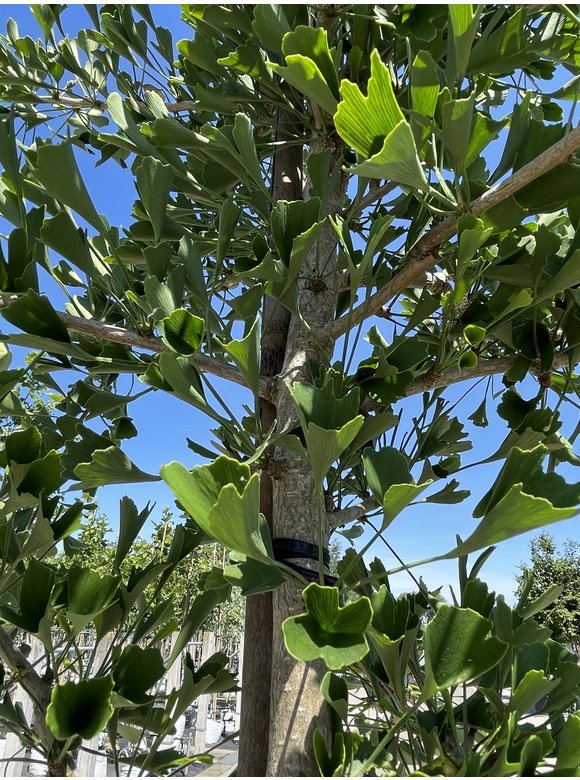 Ginkgobaum - Fächerblattbaum ‘Tubifolia’ | Ginkgo biloba ‘Tubifolia’ Ginkgobaum - Fächerblattbaum ‘Tubifolia’ | Ginkgo biloba ‘Tubifolia’
