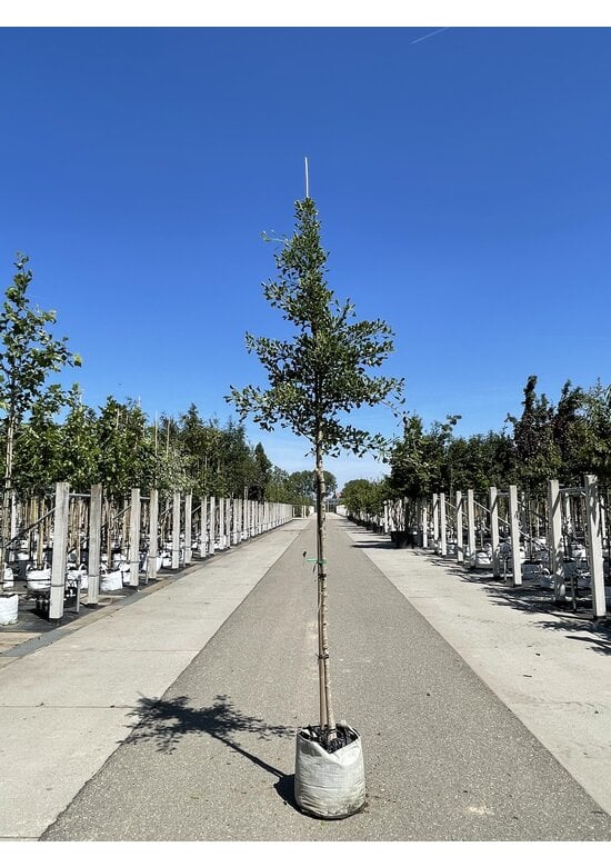 Ginkgobaum ‘Tubifolia’ | Ginkgo biloba ‘Tubifolia’