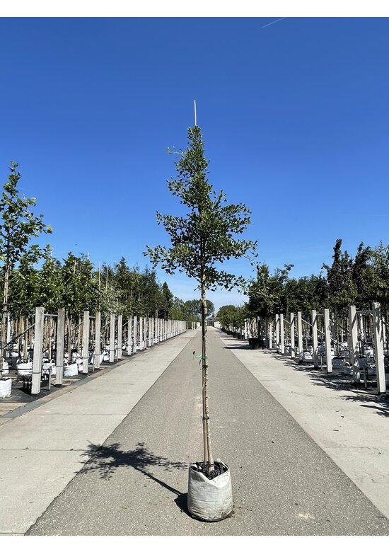 Ginkgobaum ‘Tubifolia’ | Ginkgo biloba ‘Tubifolia’