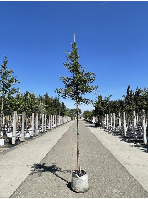 Ginkgobaum - Fächerblattbaum ‘Tubifolia’ | Ginkgo biloba ‘Tubifolia’ Ginkgobaum - Fächerblattbaum ‘Tubifolia’ | Ginkgo biloba ‘Tubifolia’