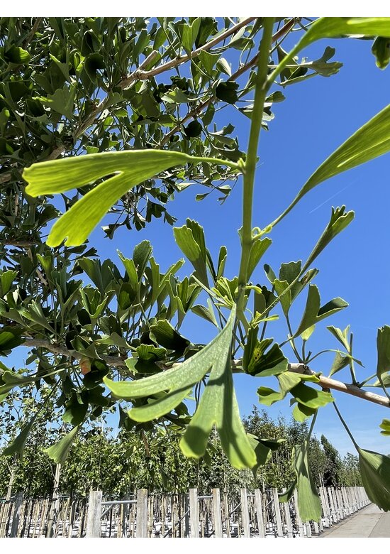 Ginkgobaum ‘Tubifolia’ | Ginkgo biloba ‘Tubifolia’
